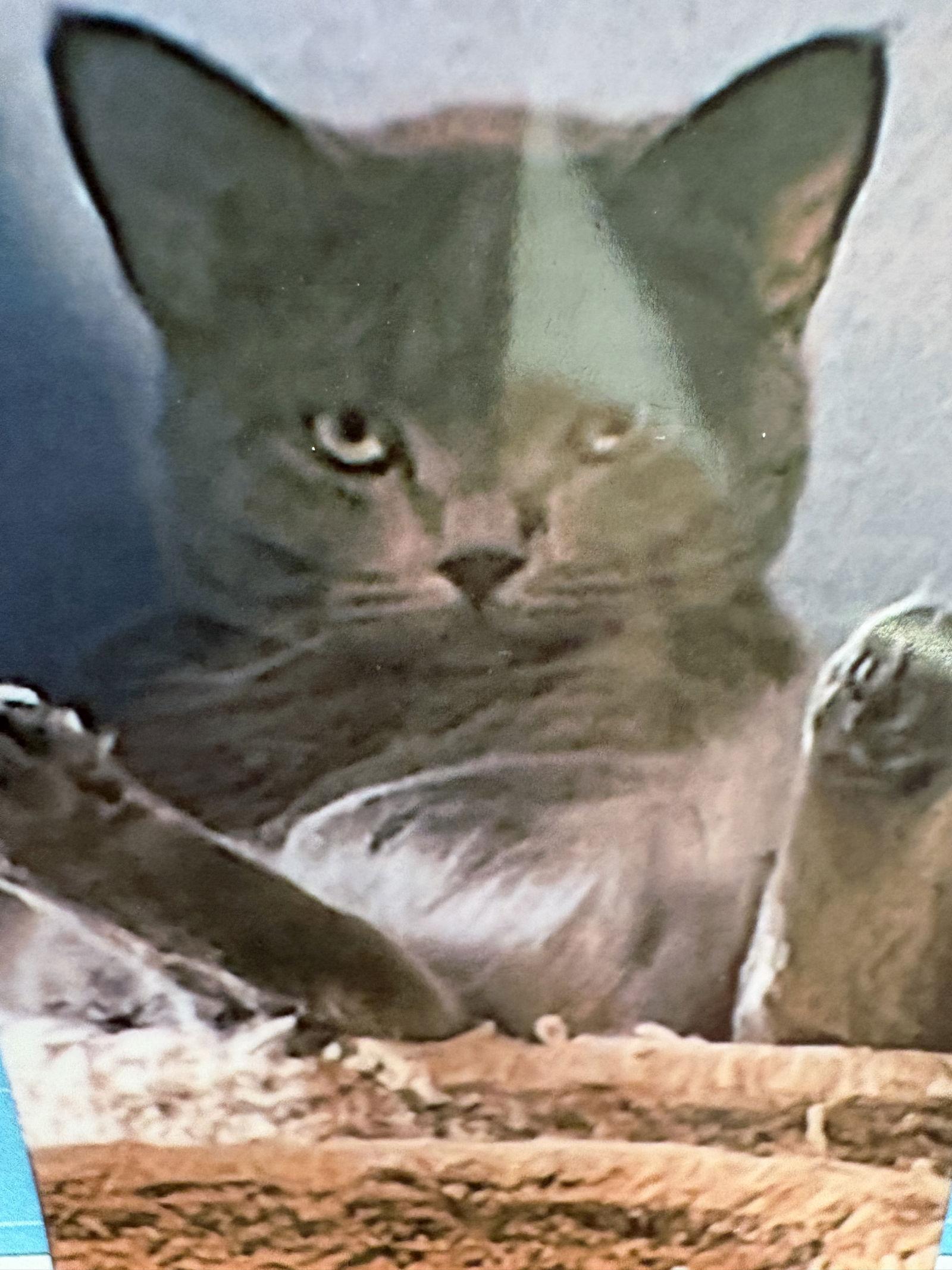 Skylar, Adoptable, Young Female Domestic Short Hair.