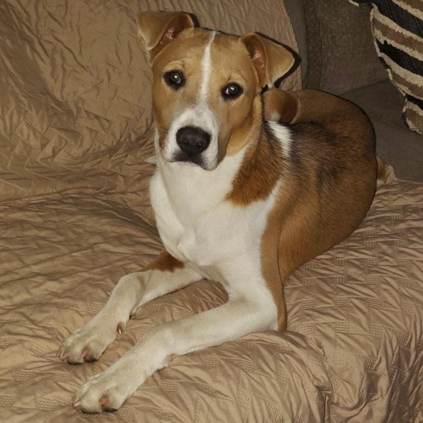 Enlarge Rocky, a Adoptable mixed breed in Austin, TX image 5/6