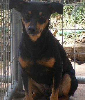 Enlarge Speedy, a Adoptable mixed breed in Floresville, TX image 1/1
