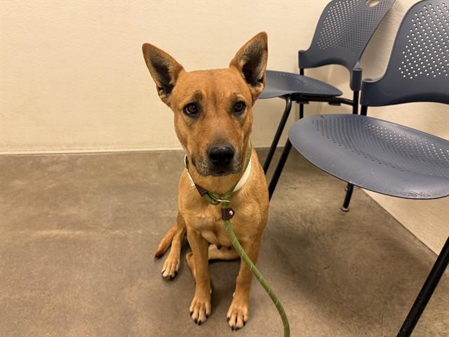 WREN, Adoptable, Adult Female Australian Cattle Dog / Blue Heeler & Mixed Breed.