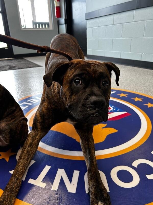 Enlarge Mack, a Adoptable Boxer in bellefontaine, OH image 1/5