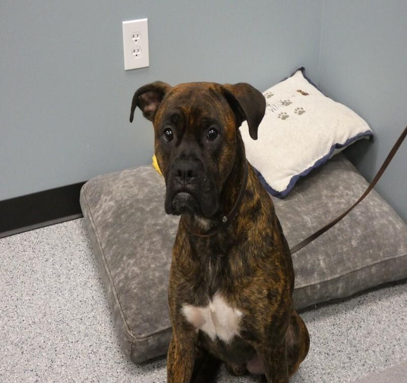Enlarge Mack, a Adoptable Boxer in bellefontaine, OH image 2/5