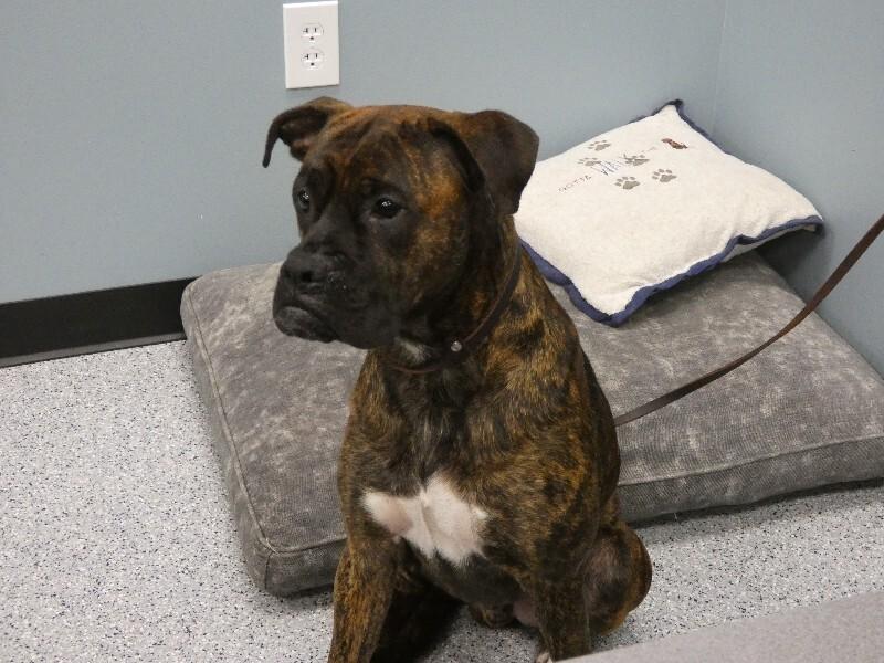 Enlarge Mack, a Adoptable Boxer in bellefontaine, OH image 3/5