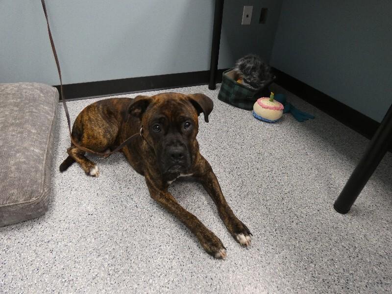 Enlarge Mack, a Adoptable Boxer in bellefontaine, OH image 4/5