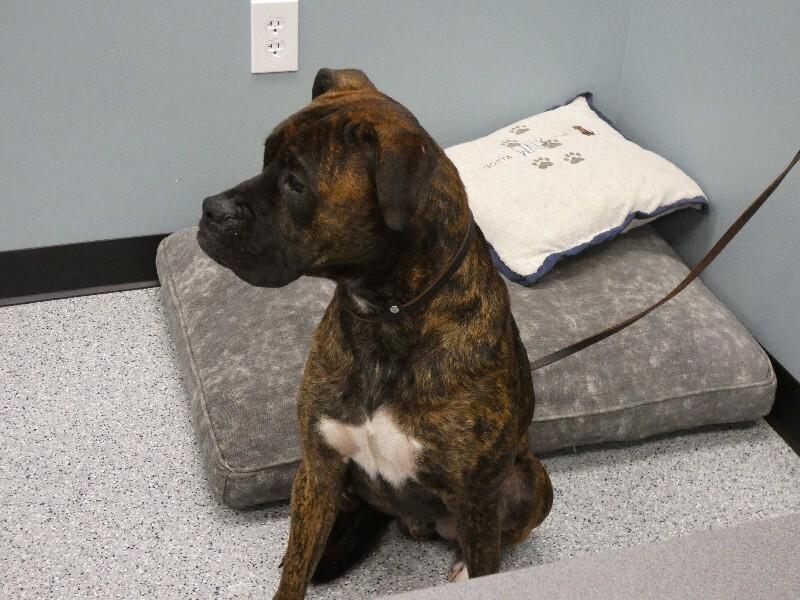 Enlarge Mack, a Adoptable Boxer in bellefontaine, OH image 5/5