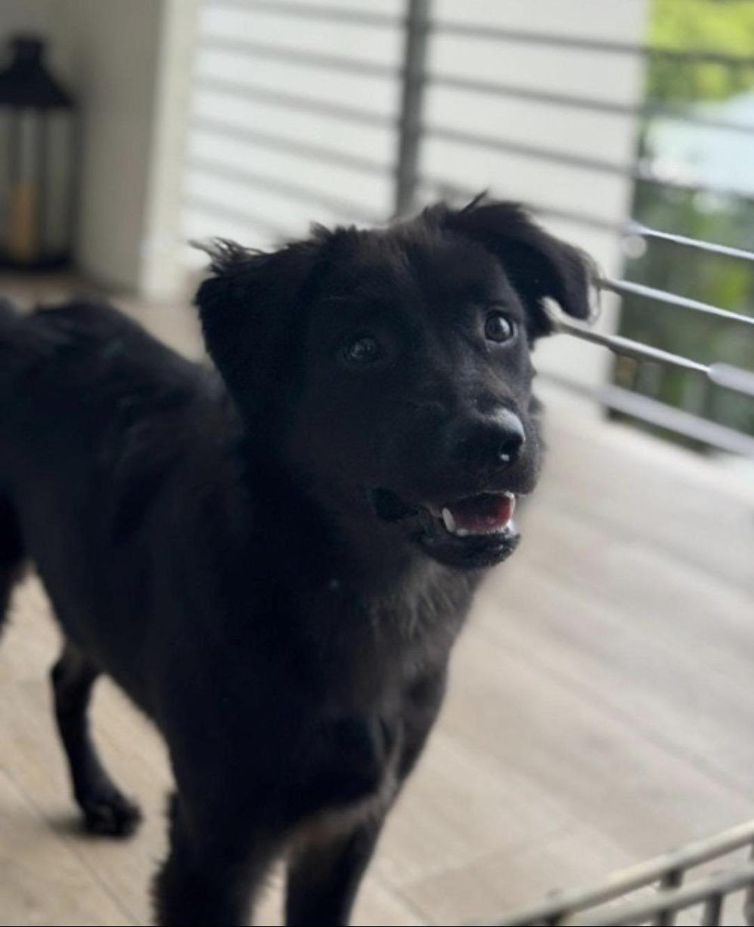 Shadow, ADOPTABLE, Young Female Collie & Shepherd.