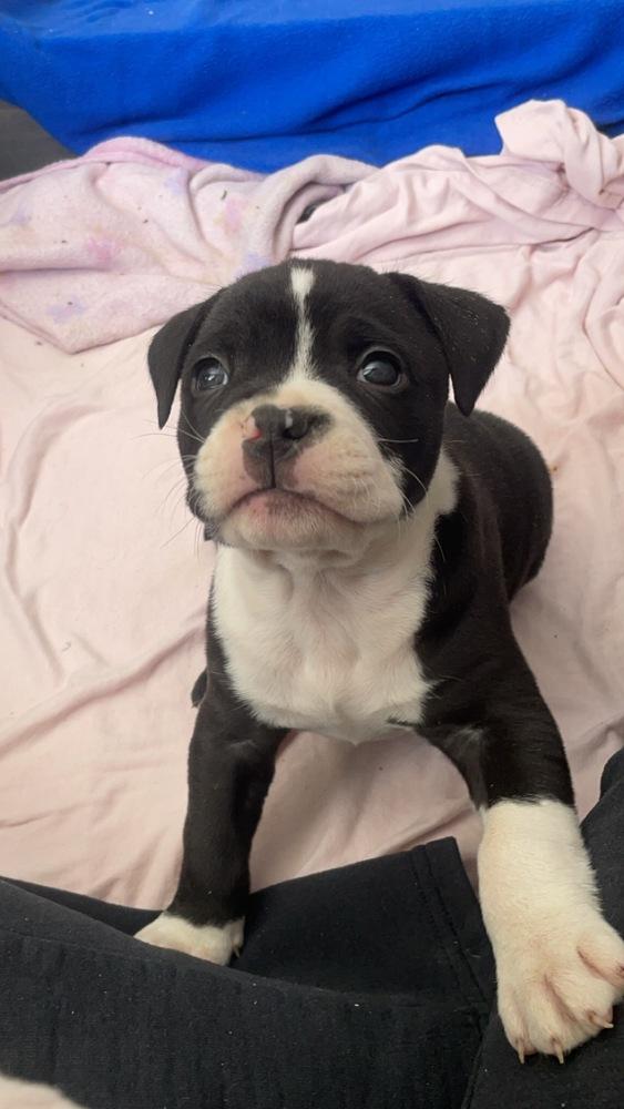 Kelseys Crew : Gemini (Beans), Adoptable, Adult Male American Bully & Pit Bull Terrier.