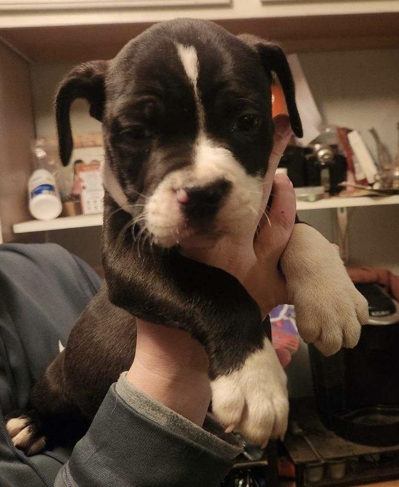 Enlarge Kelseys Crew : Gemini (Beans), a Adoptable mixed breed in Aurora, IN image 2/4