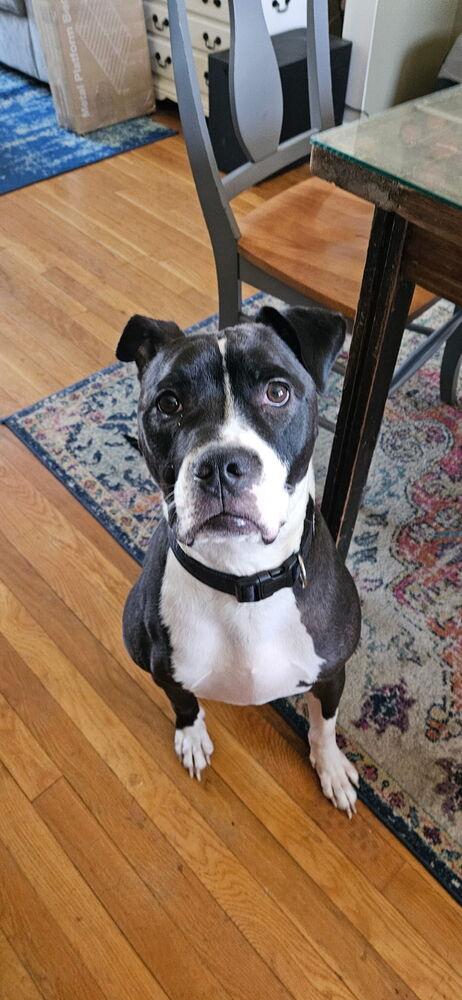 Enlarge Kelseys Crew : Gemini (Beans), a Adoptable mixed breed in Aurora, IN image 3/4