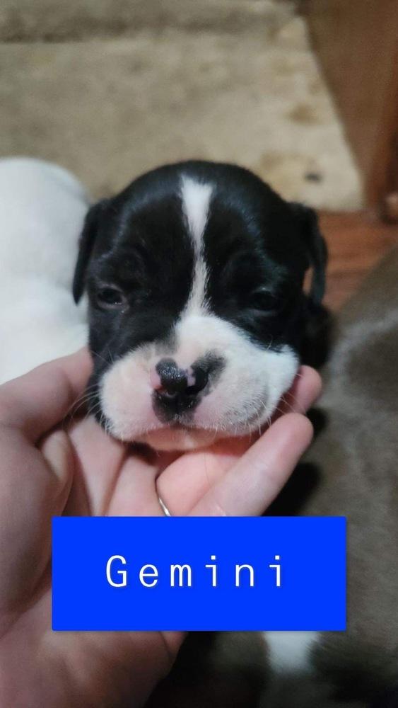 Enlarge Kelseys Crew : Gemini (Beans), a Adoptable mixed breed in Aurora, IN image 4/4