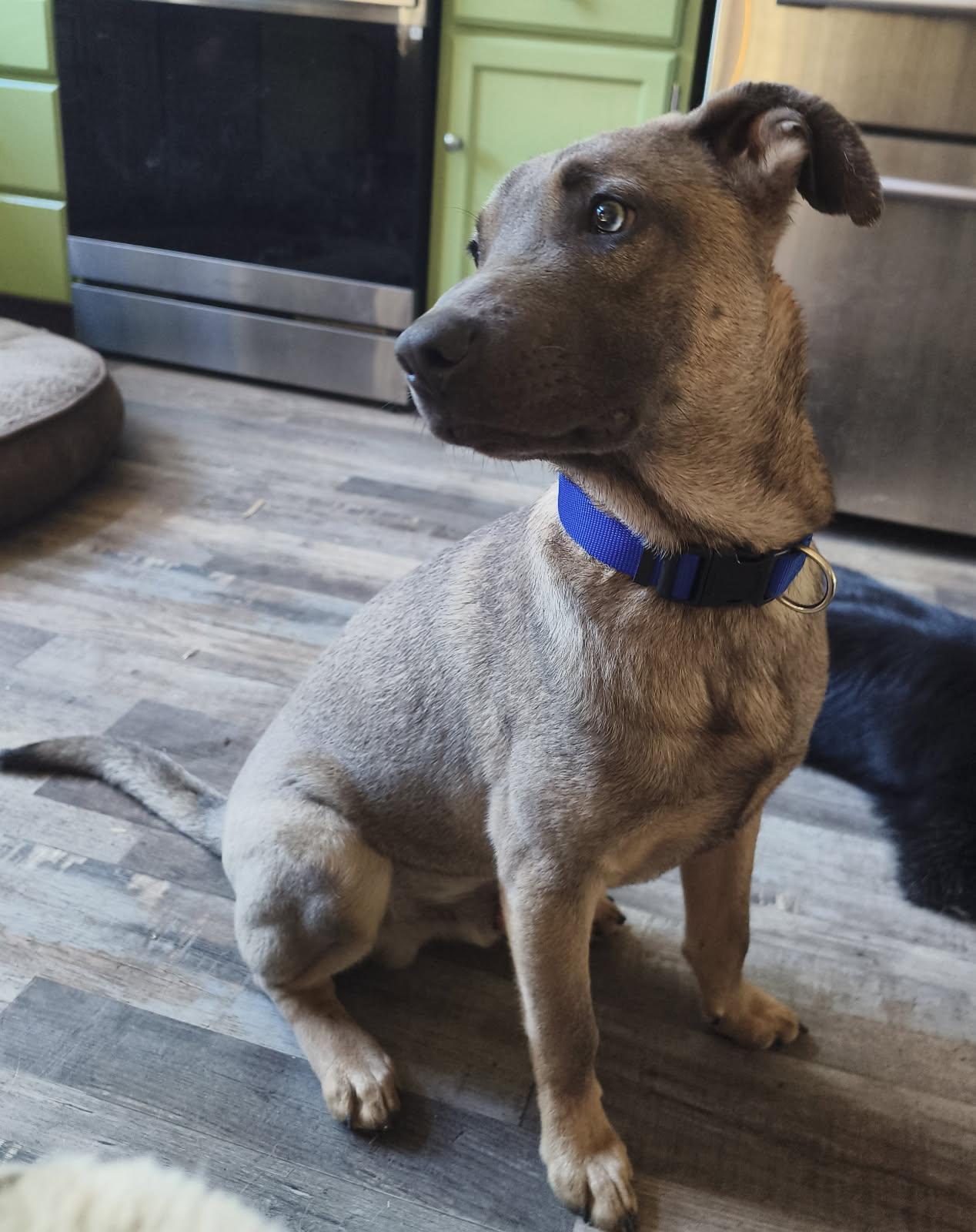 Sleepy , a ADOPTABLE mixed breed in Lafayette, CA image 2/2