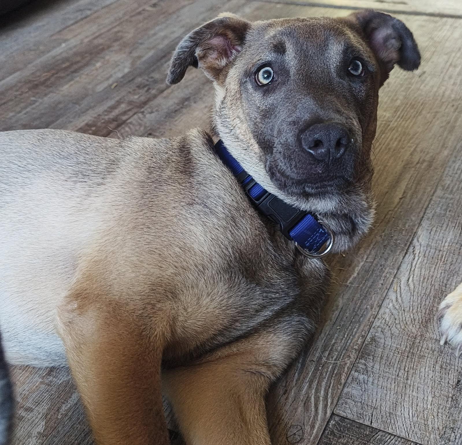 Sleepy , a ADOPTABLE mixed breed in Lafayette, CA image 1/2