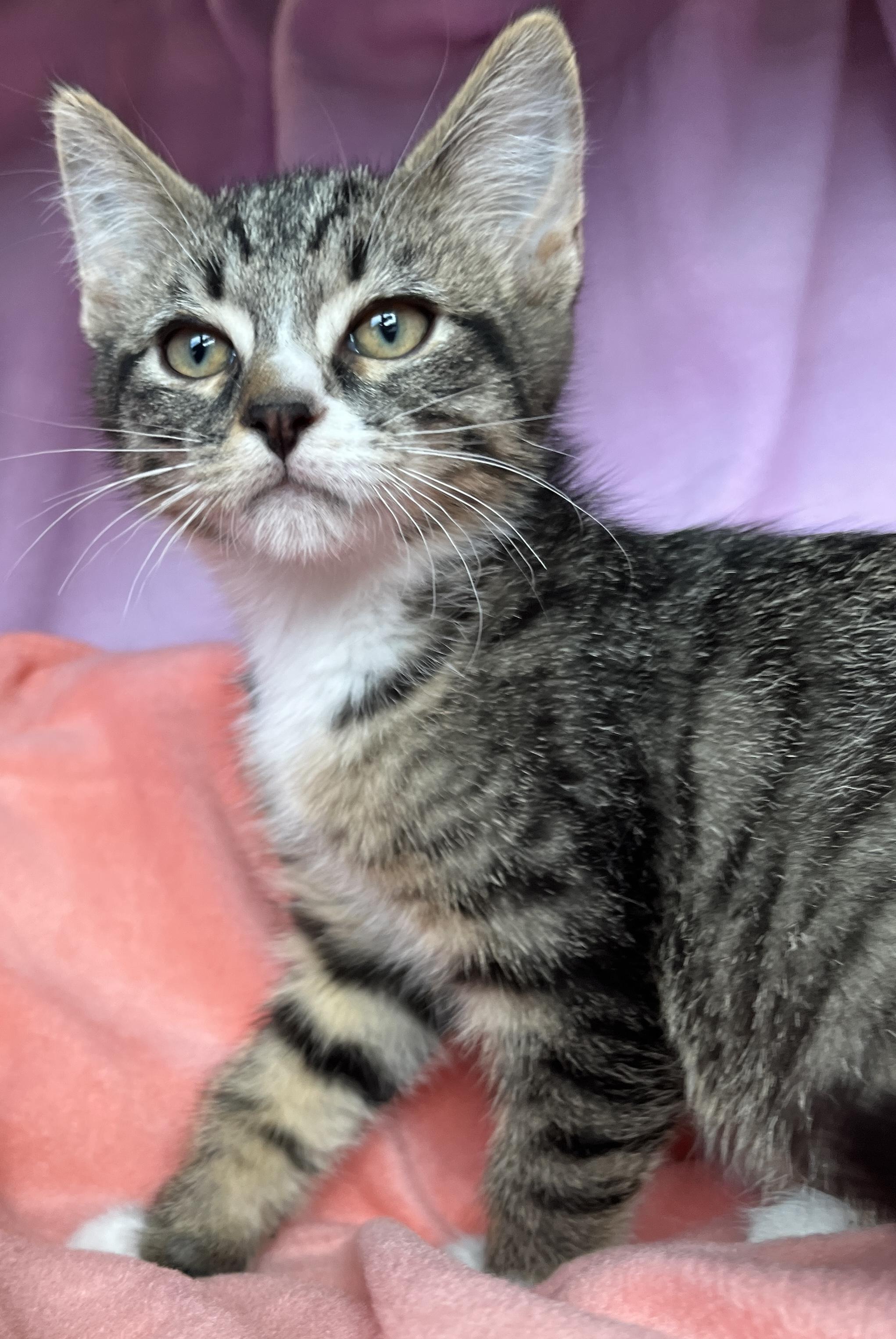 Enlarge Niko, a ADOPTABLE Tabby in Lake Oswego, OR image 2/2