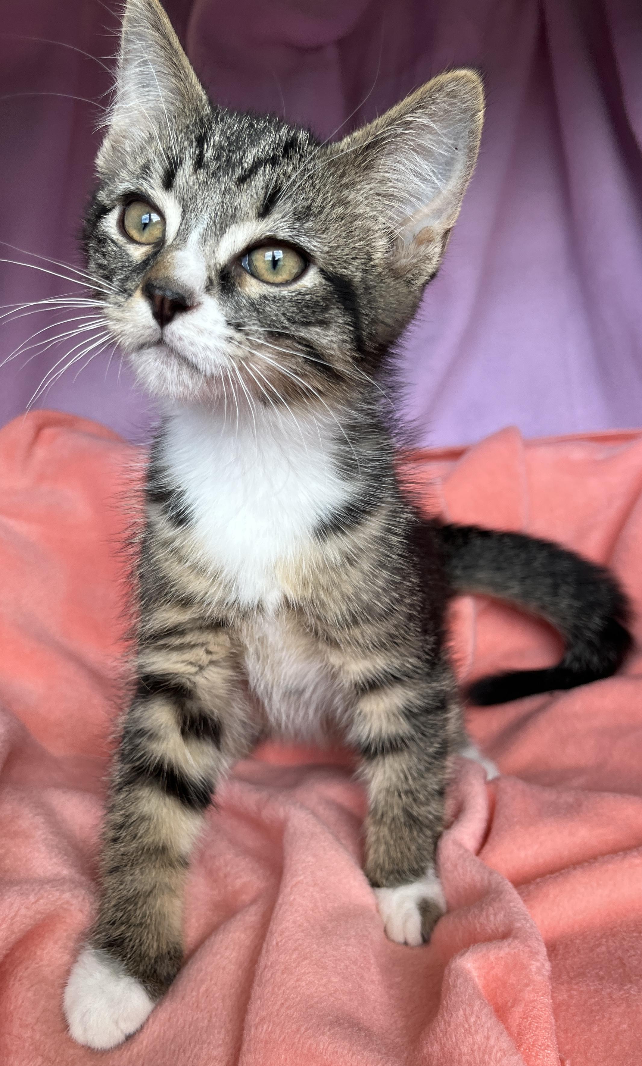 Niko, ADOPTABLE, Kitten Male Tabby.