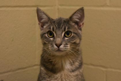 Enlarge Pineapple, a Adoptable mixed breed in Kansas City, MO image 1/3