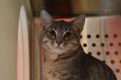 Enlarge Pineapple, a Adoptable mixed breed in Kansas City, MO image 1/2