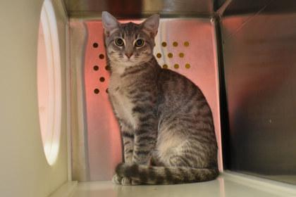 Enlarge Pineapple, a Adoptable mixed breed in Kansas City, MO image 2/2