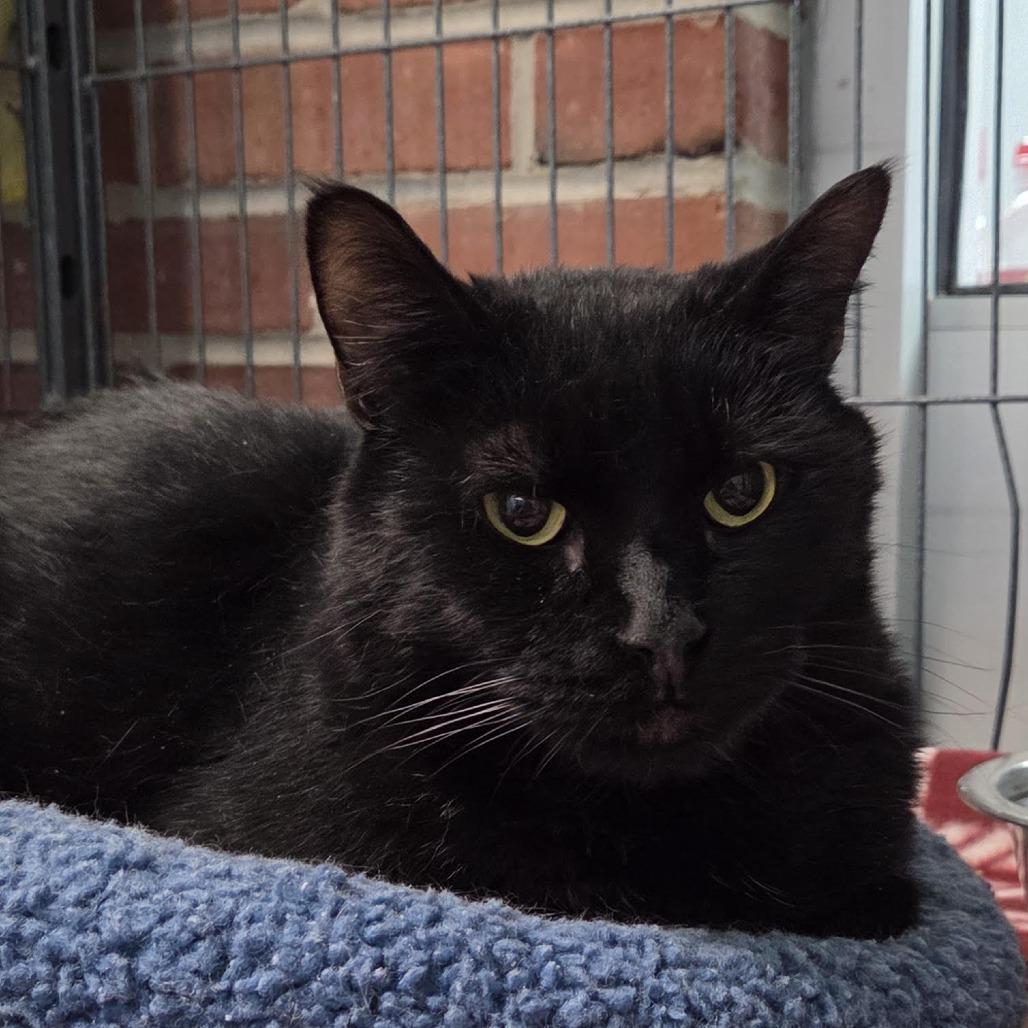Wicked, Adoptable, Adult Male Domestic Short Hair.