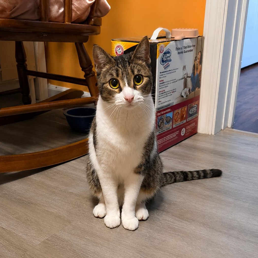 Sally, Adoptable, Adult Female Domestic Short Hair.