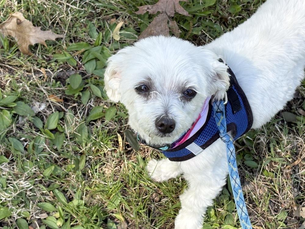 Enlarge Coconut, a Adoptable Maltese in East Greenville, PA image 1/6