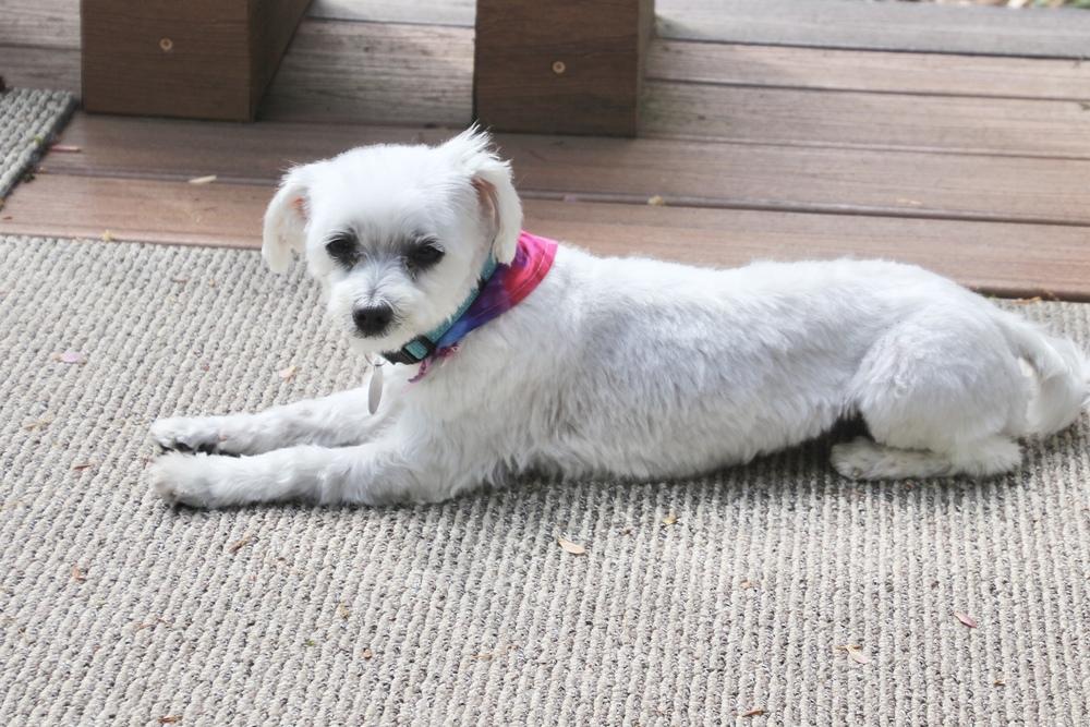 Enlarge Coconut, a Adoptable Maltese in East Greenville, PA image 2/6