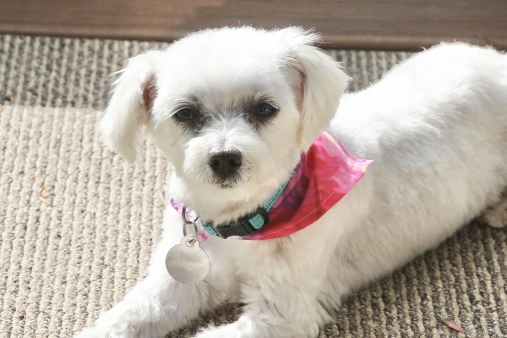 Enlarge Coconut, a Adoptable Maltese in East Greenville, PA image 3/6