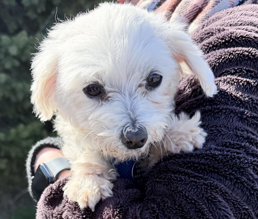 Enlarge Coconut, a Adoptable Maltese in East Greenville, PA image 1/6