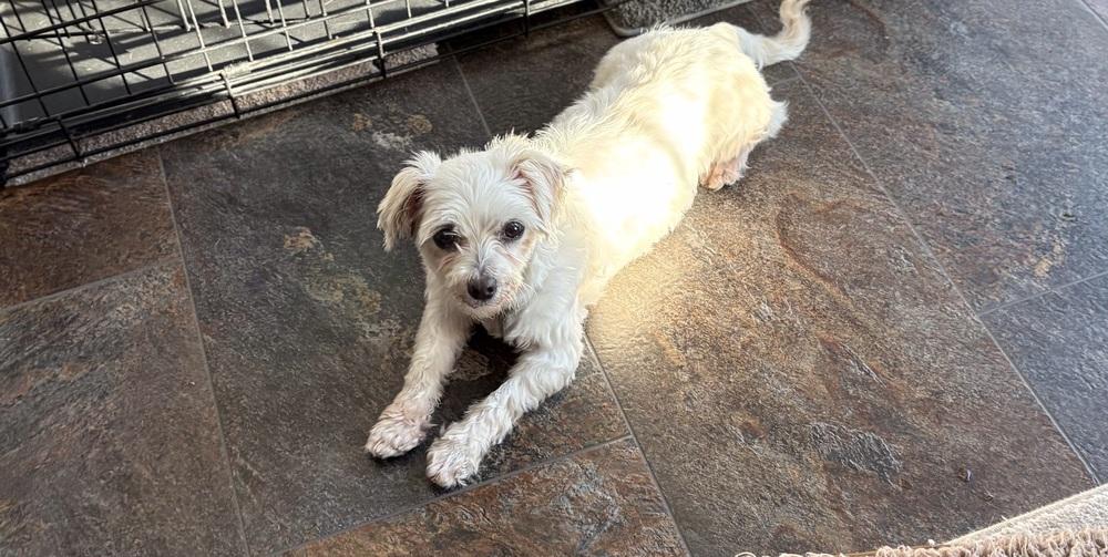 Coconut, Adoptable, Adult Female Maltese.