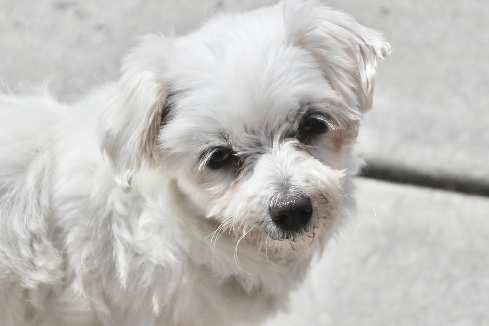 Enlarge Coconut, a Adoptable Maltese in East Greenville, PA image 2/6