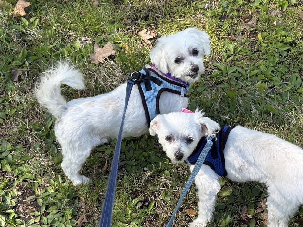 Enlarge Coconut, a Adoptable Maltese in East Greenville, PA image 5/6