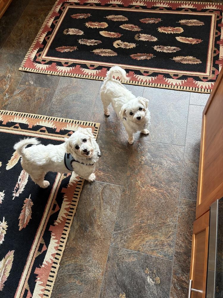 Enlarge Coconut, a Adoptable Maltese in East Greenville, PA image 3/6