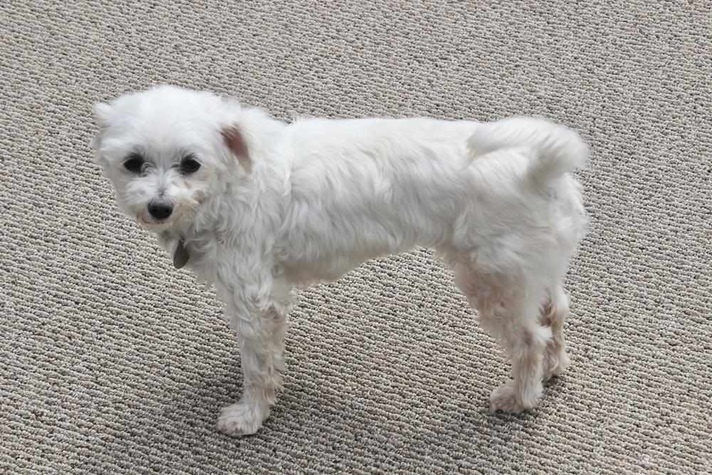 Enlarge Coconut, a Adoptable Maltese in East Greenville, PA image 4/6