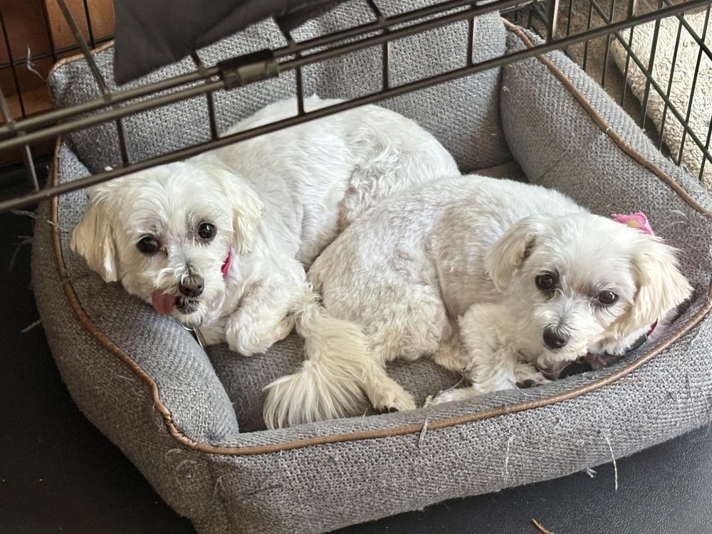Enlarge Coconut, a Adoptable Maltese in East Greenville, PA image 6/6