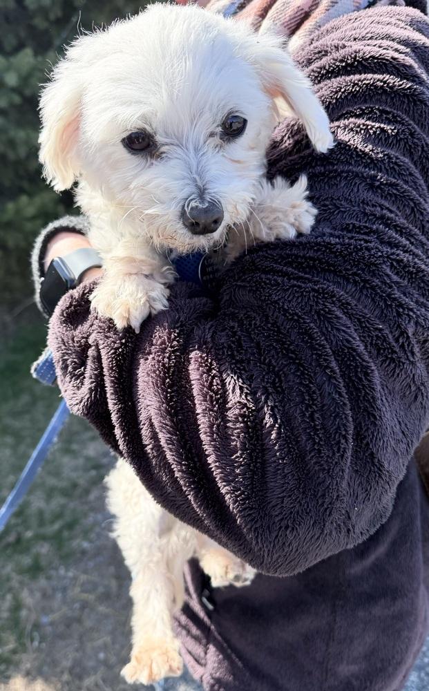 Enlarge Coconut, a Adoptable Maltese in East Greenville, PA image 5/6