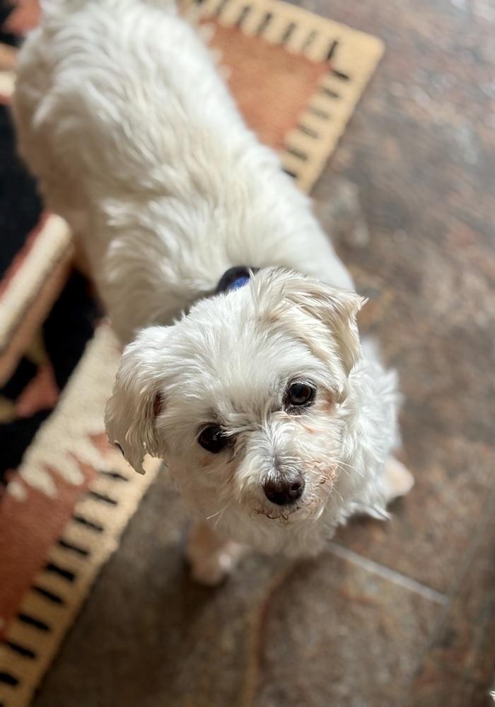 Enlarge Coconut, a Adoptable Maltese in East Greenville, PA image 6/6