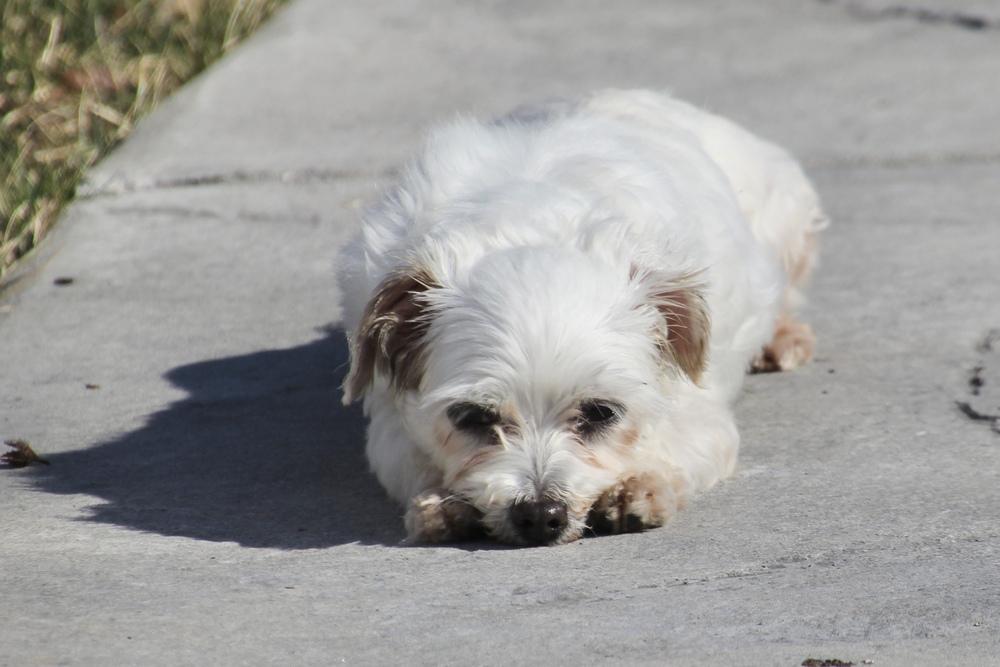 Enlarge Coconut, a Adoptable Maltese in East Greenville, PA image 3/6