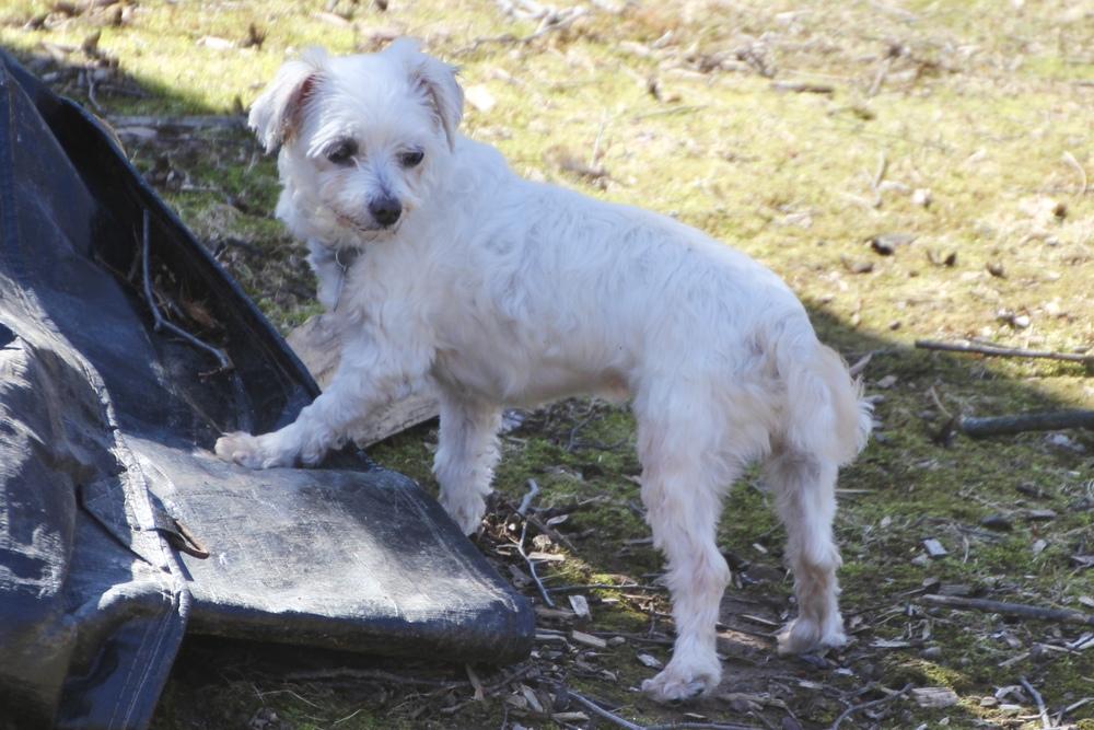 Enlarge Coconut, a Adoptable Maltese in East Greenville, PA image 4/6