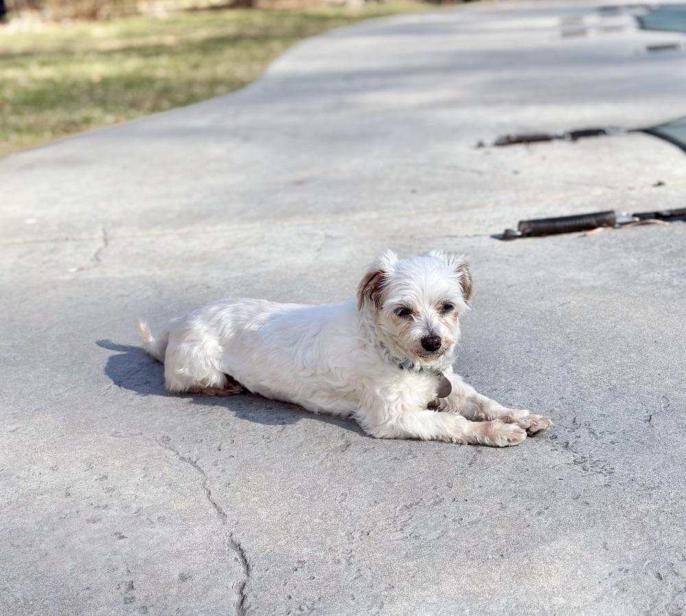 Enlarge Coconut, a Adoptable Maltese in East Greenville, PA image 5/6