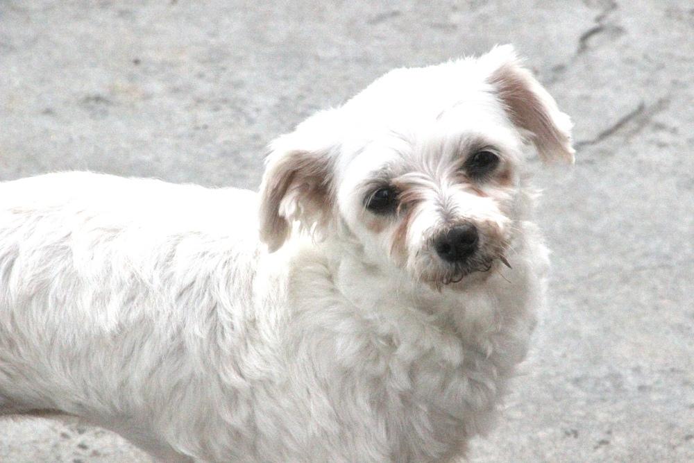 Enlarge Coconut, a Adoptable Maltese in East Greenville, PA image 6/6