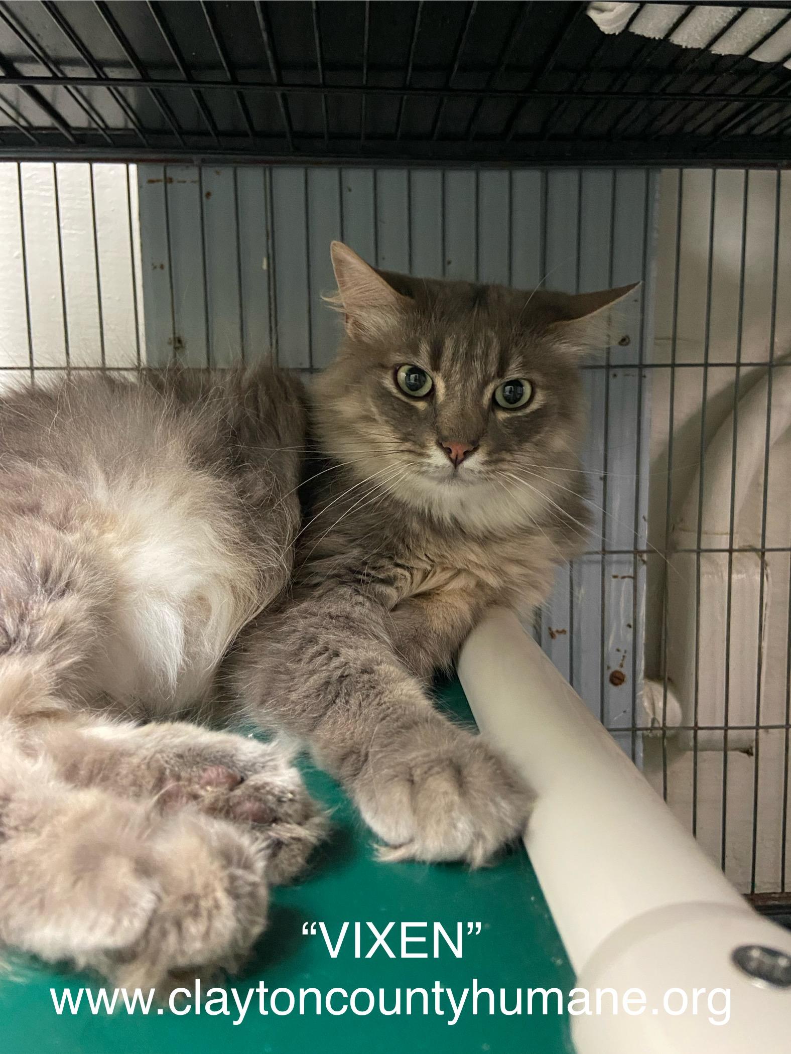 MEET VIXEN Vixen is a 4 year old male diluted tortoiseshell gray and white domestic longhair His 