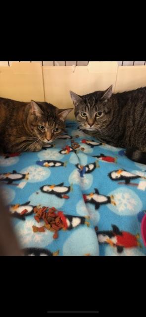 Enlarge STALEY (BONDED WITH LOAF-BOTH DECLAWED), a Adoptable Domestic Short Hair in Owensboro, KY image 1/6