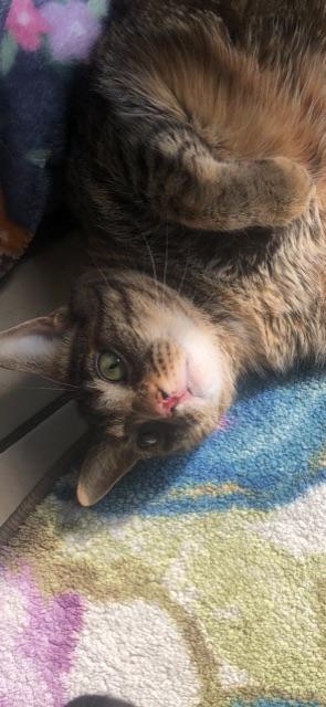 Enlarge STALEY (BONDED WITH LOAF-BOTH DECLAWED), a Adoptable Domestic Short Hair in Owensboro, KY image 2/6