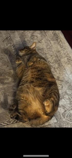 Enlarge STALEY (BONDED WITH LOAF-BOTH DECLAWED), a Adoptable Domestic Short Hair in Owensboro, KY image 3/6