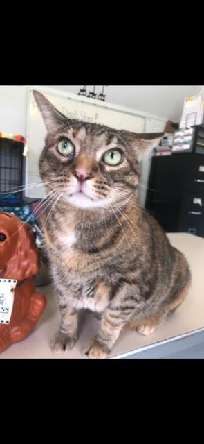 STALEY! Declaw (BONDED WITH LOAF)