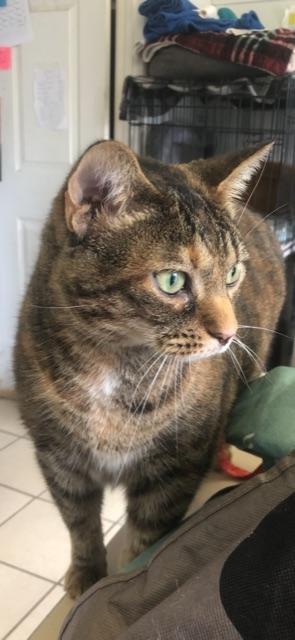 Enlarge STALEY (BONDED WITH LOAF-BOTH DECLAWED), a Adoptable Domestic Short Hair in Owensboro, KY image 5/6