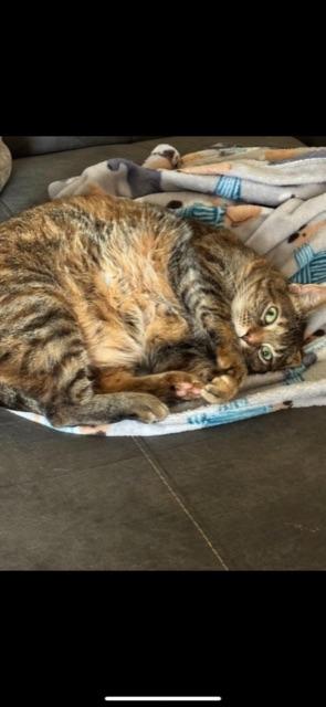 Enlarge STALEY (BONDED WITH LOAF-BOTH DECLAWED), a Adoptable Domestic Short Hair in Owensboro, KY image 6/6