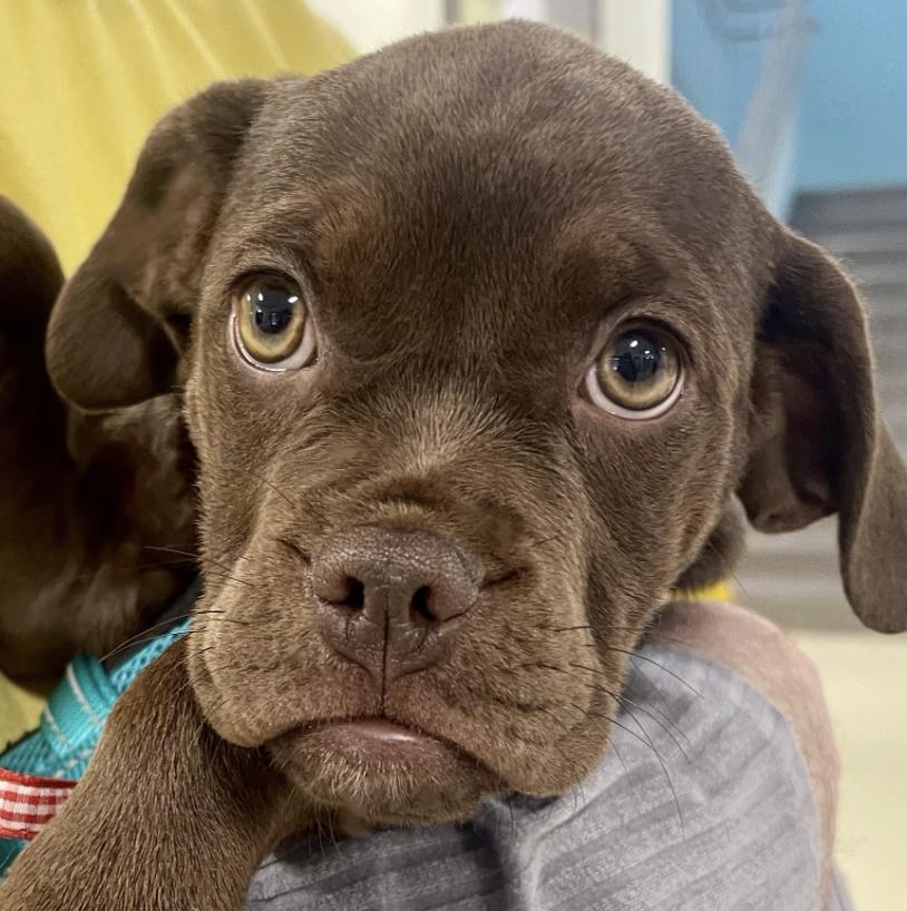 A Cookie **available at offsite adoption event on Sunday, 11/23 * please read bio for info *