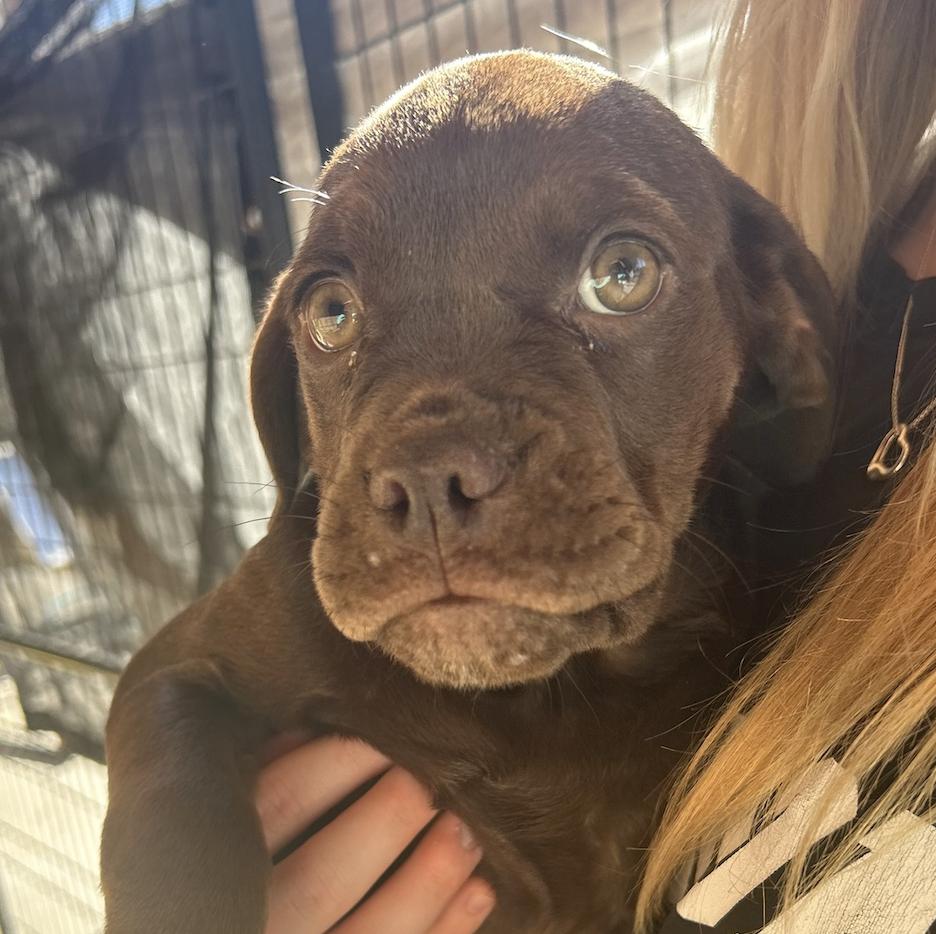 A Cookie **available at offsite adoption event on Sunday, 11/23 * please read bio for info *