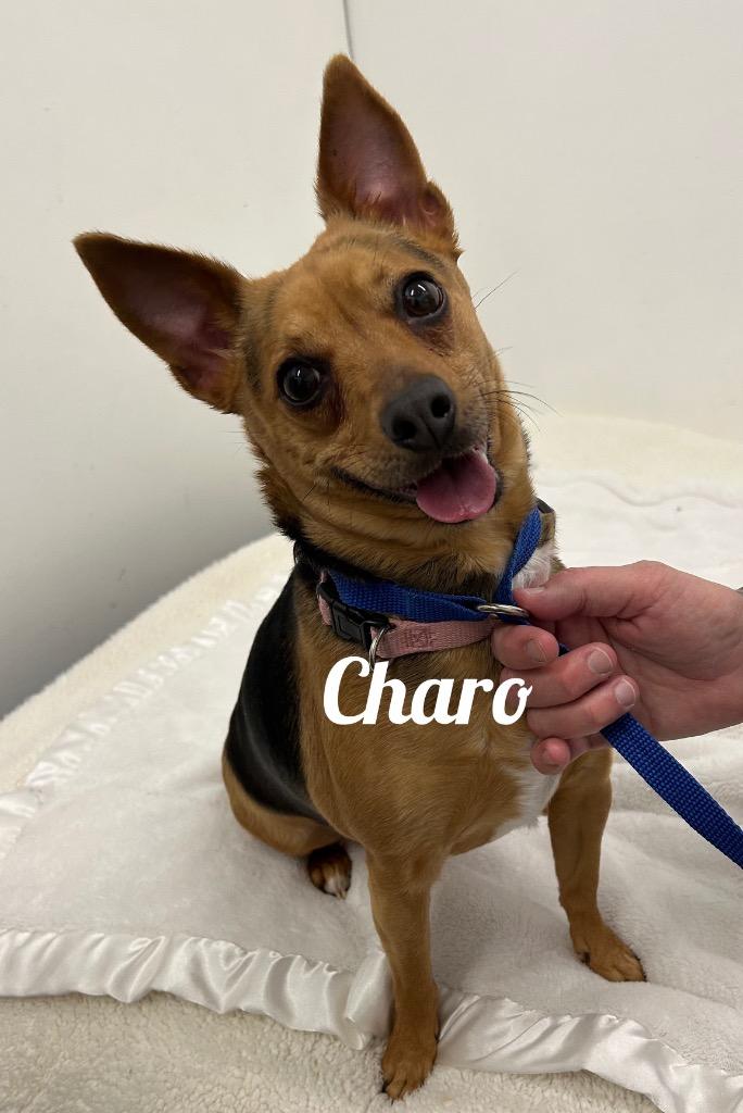 Charo, Adoptable, Adult Female Chihuahua.