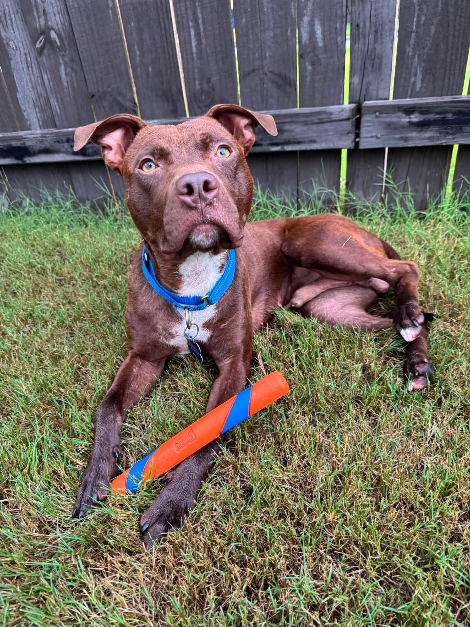 Enlarge Dre, a ADOPTABLE mixed breed in Huntsville, AL image 5/6